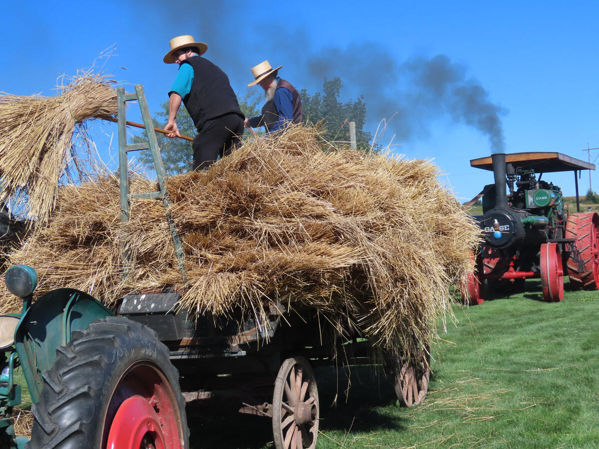 Harvesting Wheat